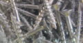 CHIPBOARD stainless steel SCREWS 8G x 32mm (200pc)